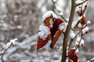 hamamelis en invierno. hojas amarillas y ramas de hamamelis virginiana cubiertas de nieve. foto