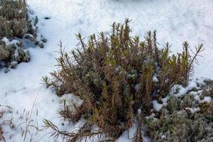 Lavender bush in winter covered with snow. Plants and flowers in winter. photo