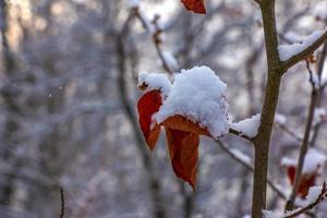 hamamelis en invierno. hojas amarillas y ramas de hamamelis virginiana cubiertas de nieve. foto