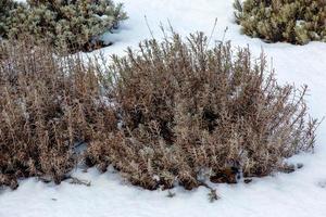 Lavender bush in winter covered with snow. Plants and flowers in winter. photo