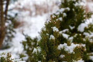 tuya en la nieve. thuja orientalis aurea nana en invierno. arbustos de thuja verdes cubiertos de nieve blanca. foto