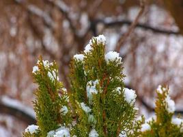 Thuja in the snow. Thuja orientalis Aurea Nana in winter. Green thuja bushes covered with white snow. photo