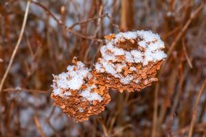 Dry snow-covered brown hydrangea flowers in the garden in winter. Latin name Hydrangea arborescens L. photo