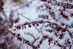 Branches of Berberis Thunbergii Kelleriis in winter with red ripe berries. After thawing, a little snow and droplets of frozen water remain on the berries and branches. Blurred selective focus photo