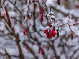 Branches of Berberis vulgaris L in winter with red ripe berries. After thawing, a little snow and droplets of frozen water remain on the berries and branches. Blurred selective focus photo