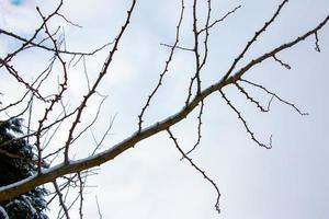 ramas de ginkgo biloba en invierno. las ramas de un árbol sin hojas están salpicadas de nieve. foto