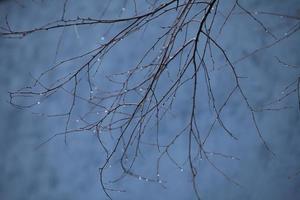 otoño lluvioso y brumoso en las ramas de las gotas de lluvia, fondo foto