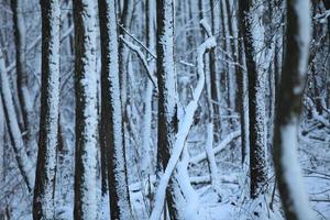 bosque en invierno, troncos de árboles cubiertos de nieve, fondo de invierno foto