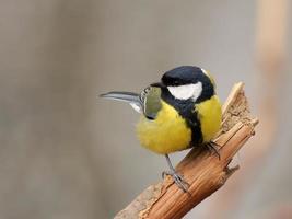 tit bird perched on a branch looks around photo