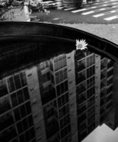 Black and white photo of a daisy in sanding water with a reflection of a building