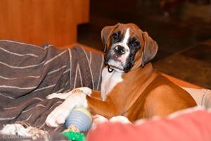 Cute boxer puppy fawn in his bed photo