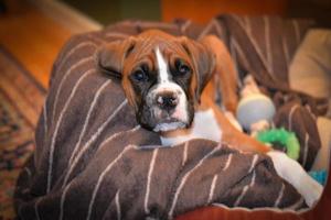 Lindo cachorro boxer leonado sobre fondo marrón foto