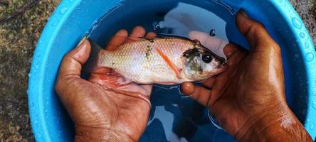 Man holding tilapia that have just been taken from a bucket, ready to be cooked photo
