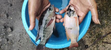 Man holding tilapia and mujair fish that have just been taken from a bucket, ready to be cooked photo