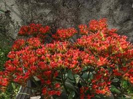 Beautiful red flower Free photo