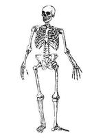 Vector illustration of a skeleton.