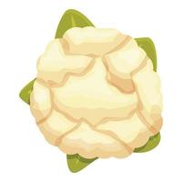 vector de dibujos animados de icono de coliflor de repollo. comida vegetal