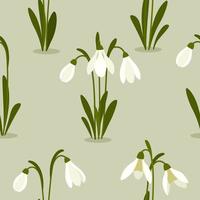 Seamless pattern Snowdrops flower on spring green background. Print for your design. Vector Illustration.