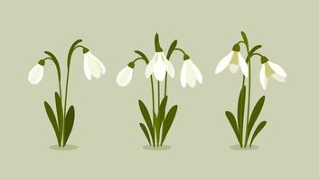 Vector illustration of snowdrop. Spring flowers. Snowdrops blooming through the snow.