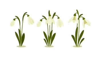 Vector illustration of snowdrop. Spring flowers. Snowdrops blooming through the snow.