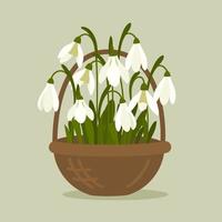 Vector illustration of snowdrop. Spring flowers. Spring flowers in a basket.