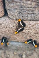 tres pequeñas mariposas foto