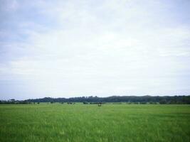 View of rice fields with green rice with dew and mountains on a sunny afternoon in indoensia photo