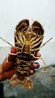 Brown Lobster showing by hend, Seafood photo