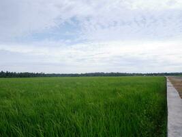 View of rice fields with green rice with dew and mountains on a sunny afternoon in indoensia photo