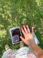 Fresh berries in a container on the grass. Hand in berry juice. photo
