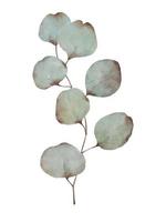 Silver dollar eucalyptus branch with leaves watercolor painting isolated on white background.. vector