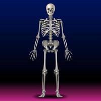 esqueleto - hueso - calavera - ilustración - cuerpo - mano - arte foto