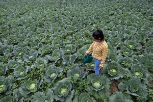 Farmer watering cabbage garden with water can photo