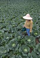 Farmer watering cabbage garden with water can photo