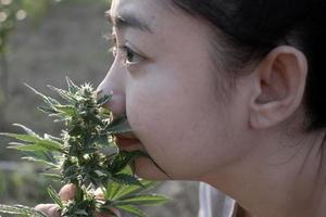 mujer asiática oliendo flor de marihuana en la plantación de cannabis foto