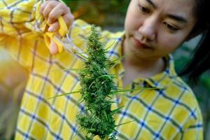 Woman gardener with shears doing seasonal pruning of marijuana leaf bushes in the cannabis plantation photo