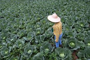 Farmer watering cabbage garden with water can photo