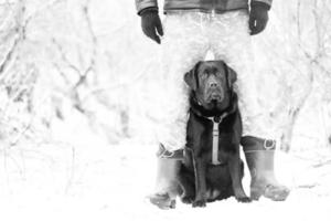 A Labrador retriever dog stands between the owner's legs. Labrador in ammunition in snowy weather. photo