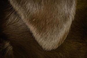 Close-up of a black dog's ear. A macro photo of a labrador retriever's ears. Well-groomed wool.