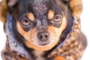 A close-up of a chihuahua dog. A tricolor chihuahua in a fur coat with a leopard print. photo