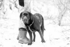 perro labrador retriever a los pies de un hombre con botas. un perro paseando cerca de su dueño. foto