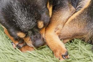 Macro photo of a sleeping dog. Chihuahua face and paws close-up. The dog is lying on the blanket.