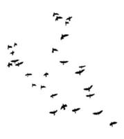 Flying birds silhouettes on isolated background. Vector illustration. isolated bird flying. Free Vector