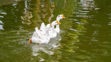 goose floating on water surface photo