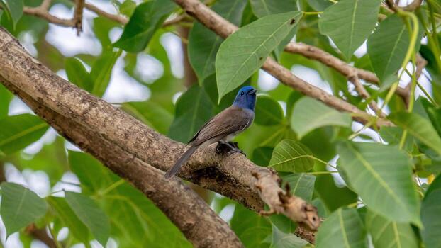 monarca de nuca negra posado en un árbol foto