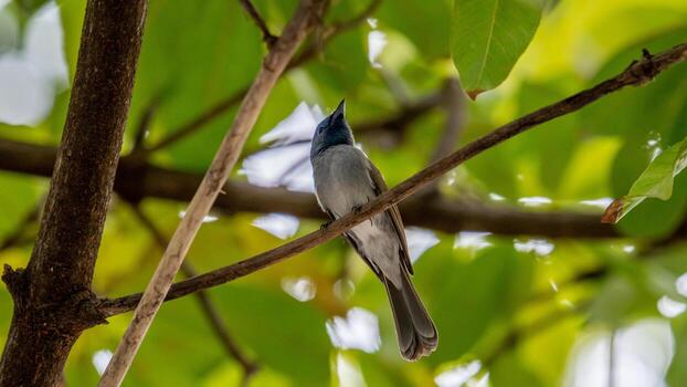 monarca de nuca negra posado en un árbol foto