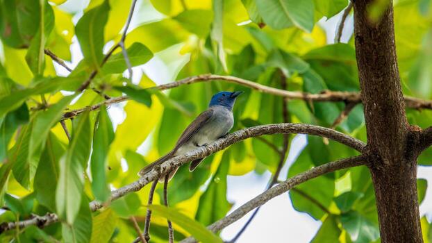 monarca de nuca negra posado en un árbol foto