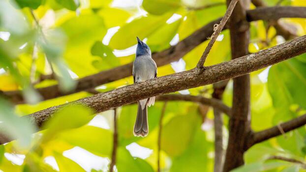 monarca de nuca negra posado en un árbol foto