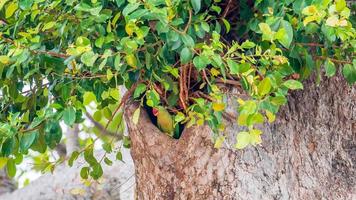 Alexandrine parakeet, Alexandrine parrot perched on tree photo