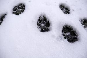 Snow animal footprints photo